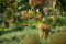 2023_Vendanges_Pancake! Photographie (25)