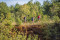 Léiffrächen_Copyright Pulsa Pictures_ORT SUD (11)