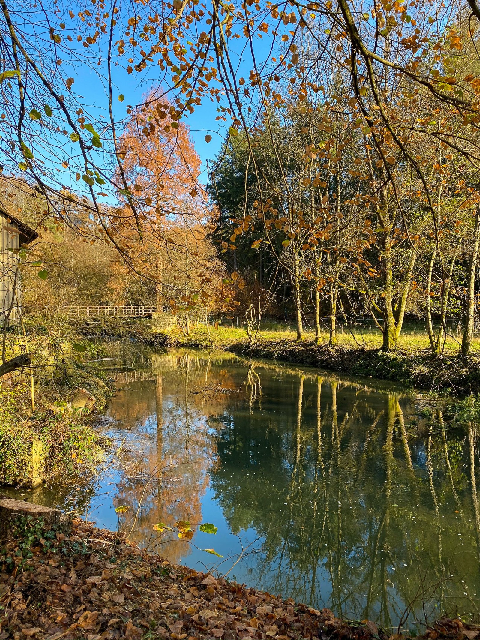 Vue de la rivière Alzette à Pulvermühl, entourée d'arbres aux couleurs automnales et d'une végétation luxuriante. - ©LCTO_0005642_A5