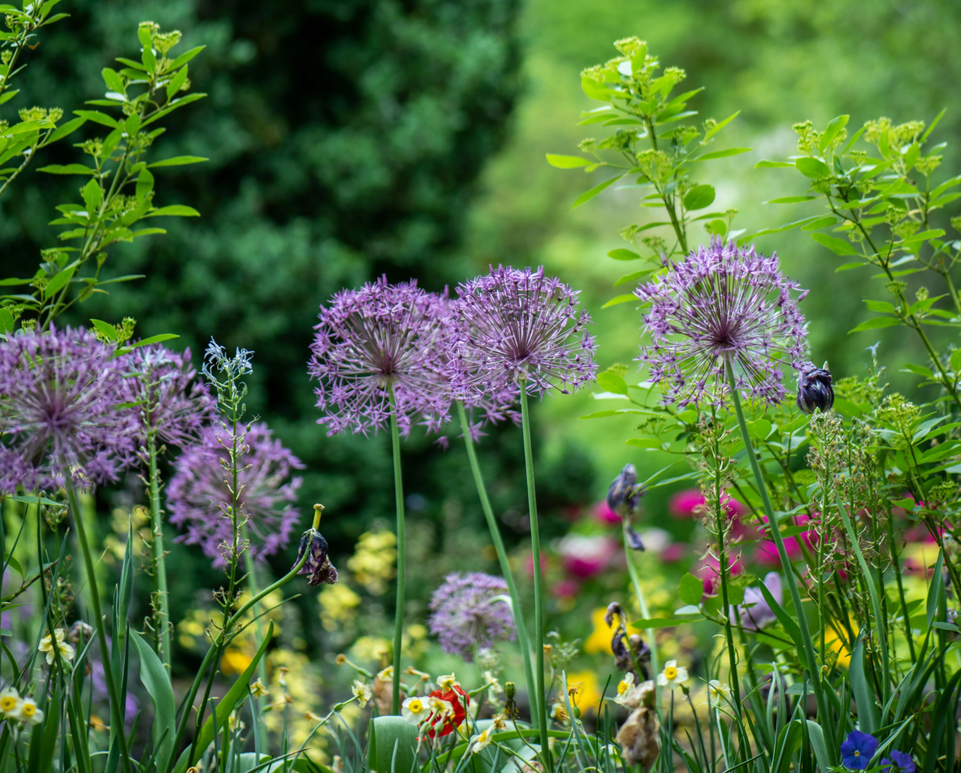img_luga_luxembourg_urban_garden