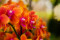 Web-diariesof-06327